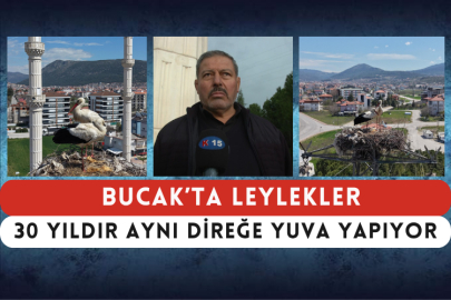Bucak’ta Leylekler 30 Yıldır Aynı Direğe Yuva Yapıyor
