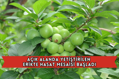 Açık Alanda Yetiştirilen Erikte Hasat Mesaisi Başladı