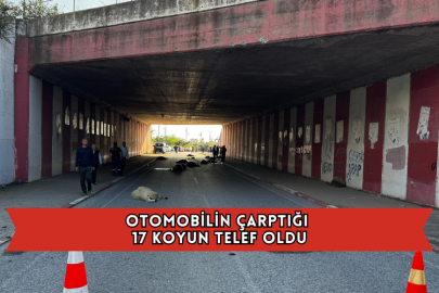 Otomobilin Çarptığı 17 Koyun Telef Oldu