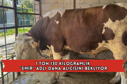 1 Ton 130 Kilogramlık "Emir" Adlı Dana Alıcısını Bekliyor
