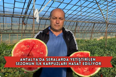 Antalya'da Seralarda Yetiştirilen Sezonun İlk Karpuzları Hasat Ediliyor