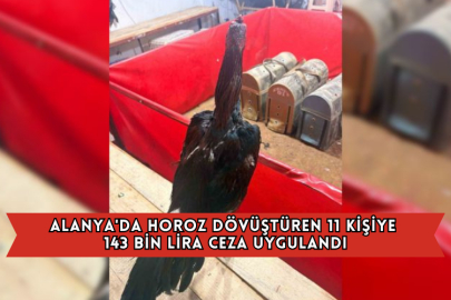 Alanya'da Horoz Dövüştüren 11 Kişiye 143 Bin Lira Ceza Uygulandı