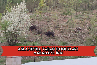 Ağlasun'da Yaban Domuzları Mahalleye İndi