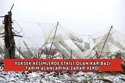Yüksek Kesimlerde Etkili Olan Kar Bazı Tarım Alanlarına Zarar Verdi