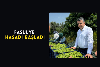 Fasulye Hasadı Başladı