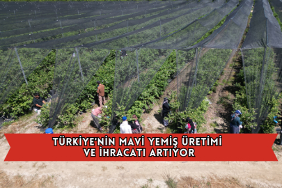 Türkiye'nin Mavi Yemiş Üretimi ve İhracatı Artıyor