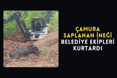 Çamura Saplanan İneği Belediye Ekipleri Kurtardı