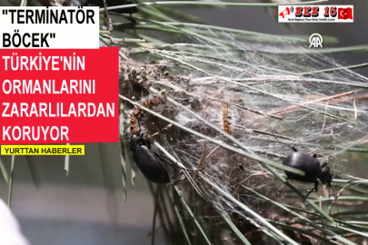 "Terminatör Böcek" Türkiye'nin Ormanlarını Zararlılardan Koruyor