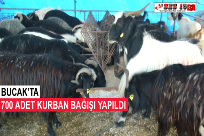 Bucak’ta 700 Adet Kurban Bağışı Yapıldı