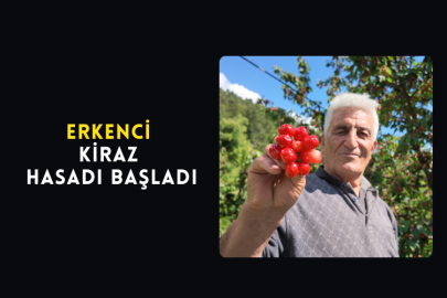 Erkenci Kiraz Hasadı Başladı