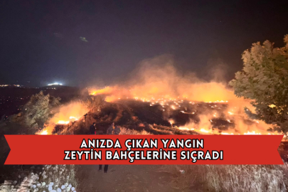 Anızda Çıkan Yangın Zeytin Bahçelerine Sıçradı