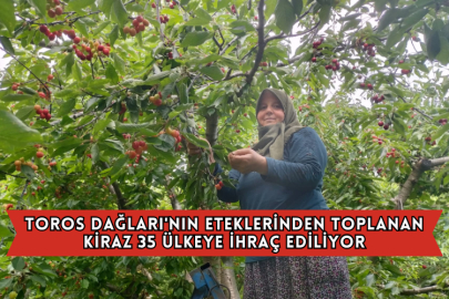 Toros Dağları'nın Eteklerinden Toplanan Kiraz 35 Ülkeye İhraç Ediliyor