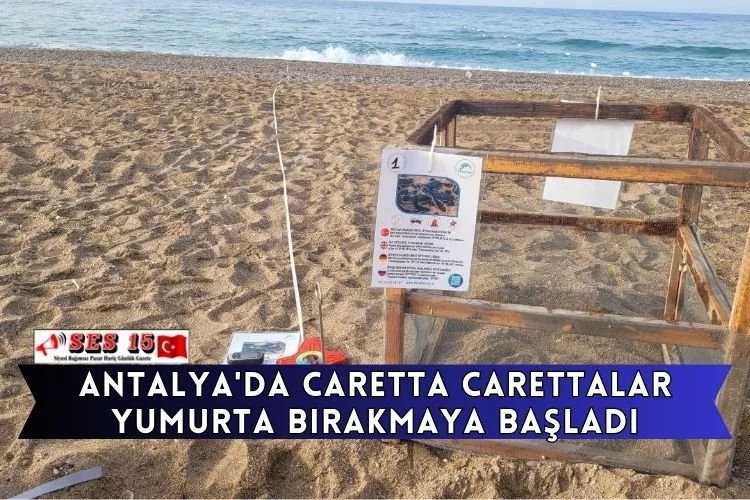 Antalya'da Caretta Carettalar Yumurta Bırakmaya Başladı