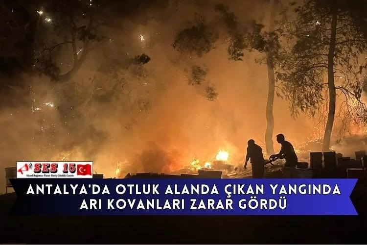 Antalya'da otluk alanda çıkan yangında arı kovanları zarar gördü