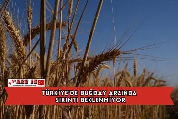 Türkiye'de Buğday Arzında Sıkıntı Beklenmiyor